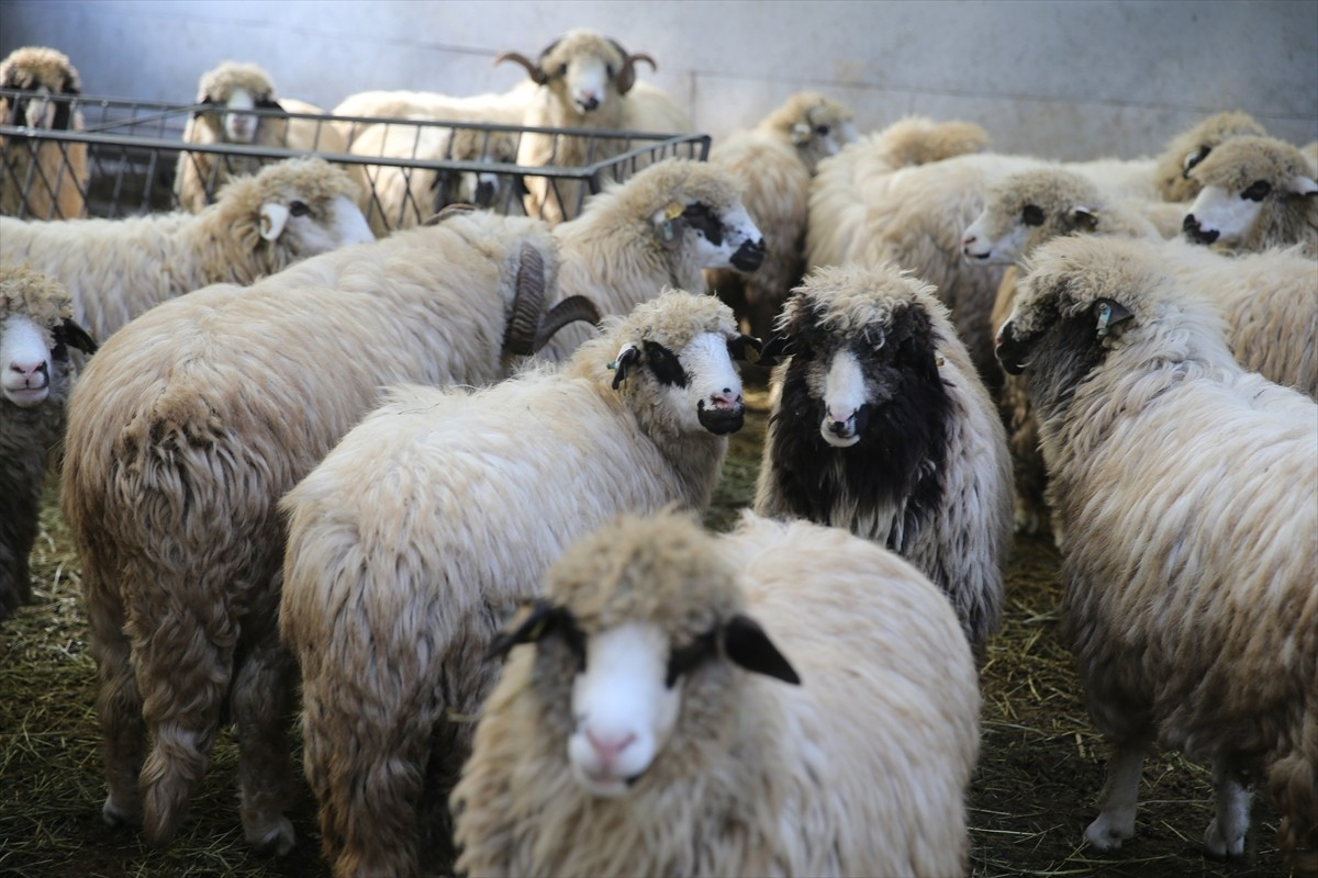 Tokat Gaziosmanpaşa Üniversitesinde (TOGÜ) tescilli karayaka koyun ırkının geliştirilmesi için...