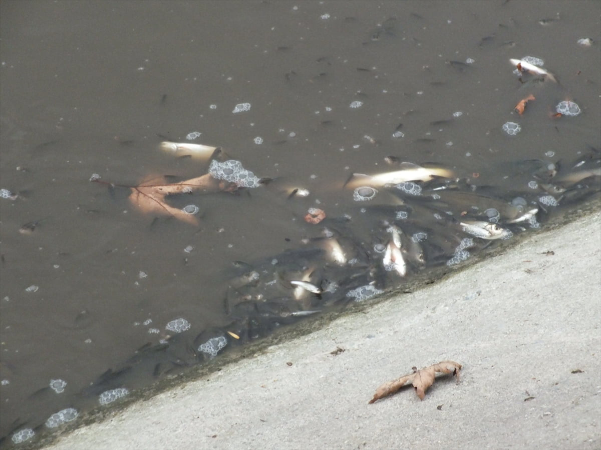  Tokat'ın Turhal ilçesinde, Yeşilırmak nehrinde çok sayıda balık kıyıya vurdu.