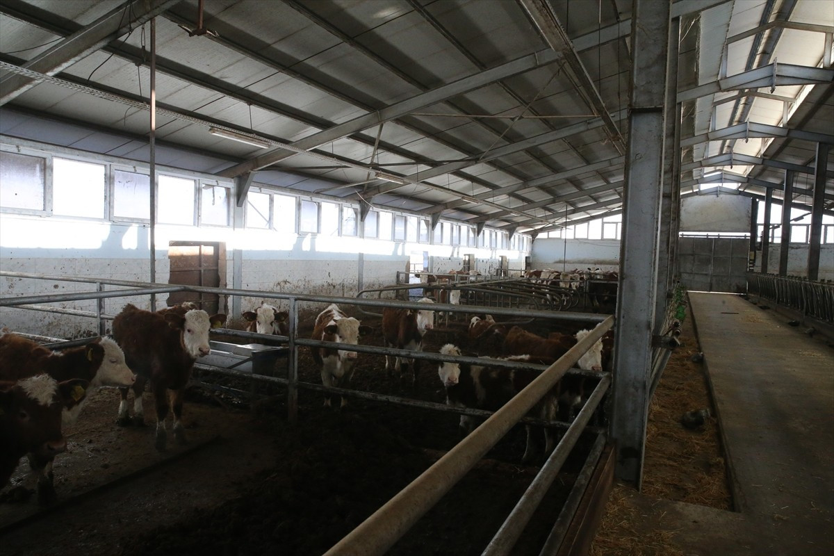 Tokat'ta hayvancılık yapan Rüstem Özseven, 9 yıl önce Tarım ve Kırsal Kalkınmayı Destekleme...