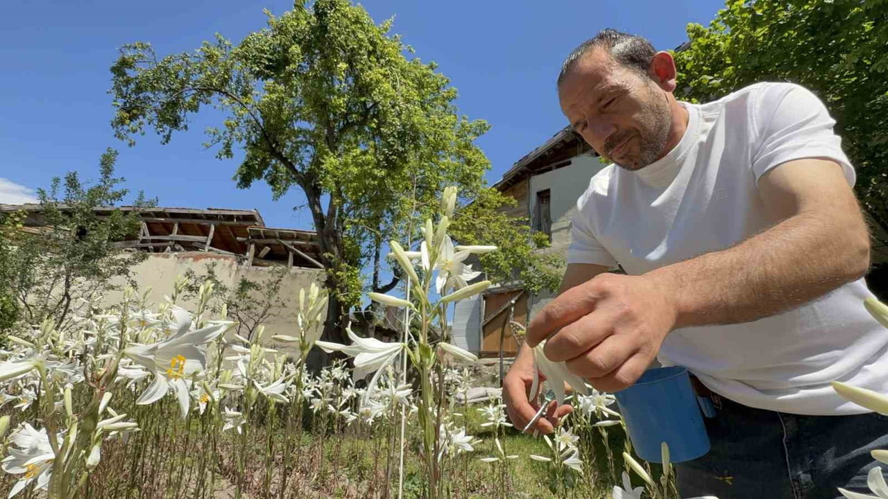 TOKAT'TA ÜRETİMİ YAYGINLAŞAN AKZAMBAK, KOZMETİK VE SAĞLIK ÜRÜNLERİNDE KULLANILMASIYLA DİKKAT...