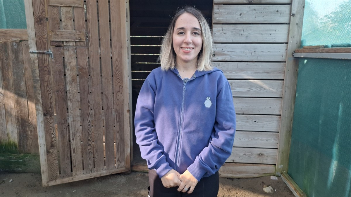 Tokat'ta yaralı bulunan yılan kartalı, Samsun Büyükşehir Belediyesi Yaban Hayvanları İlk Yardım...