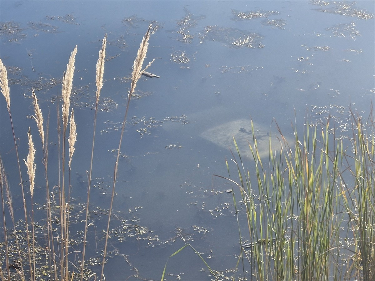 Tokat’ın Erbaa ilçesinde gölete düşen otomobilin sürücüsü yaralandı.