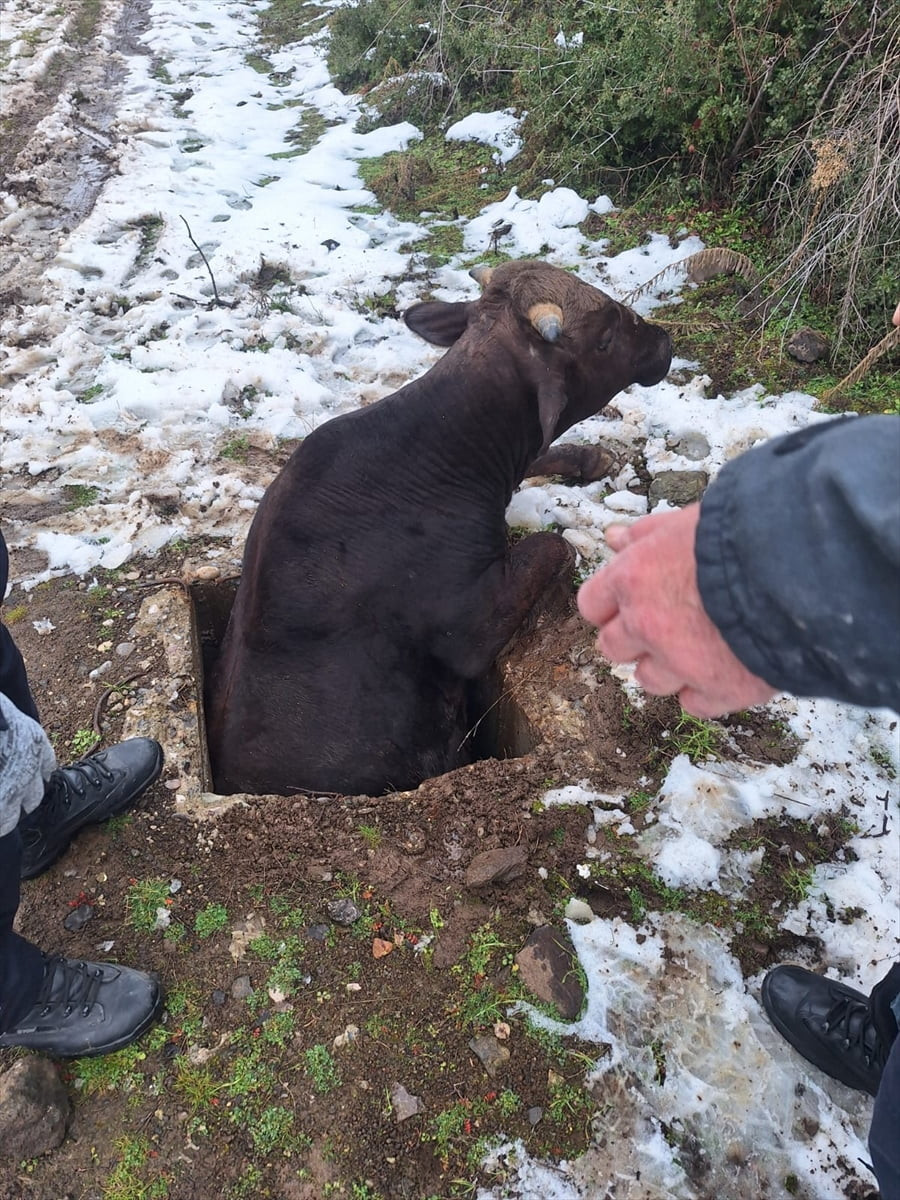 Tokat’ın Niksar ilçesinde kuyuya düşen inek, ekiplerin çalışmasıyla kurtarıldı.