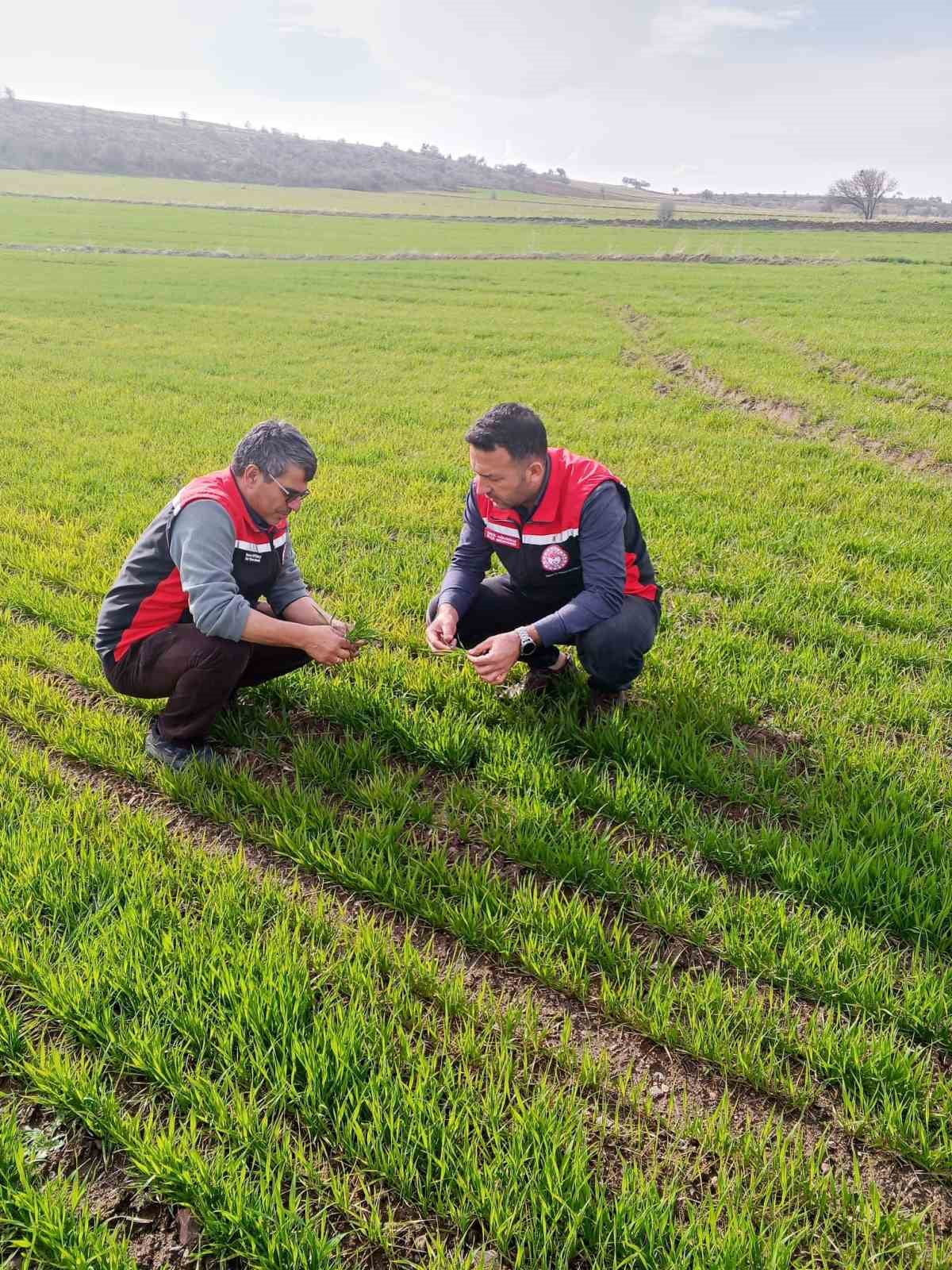 TOMARZA İLÇE TARIM VE ORMAN MÜDÜRLÜĞÜ TARAFINDAN YAPILAN METEOROLOJİK ZİRAİ DON UYARILARININ...