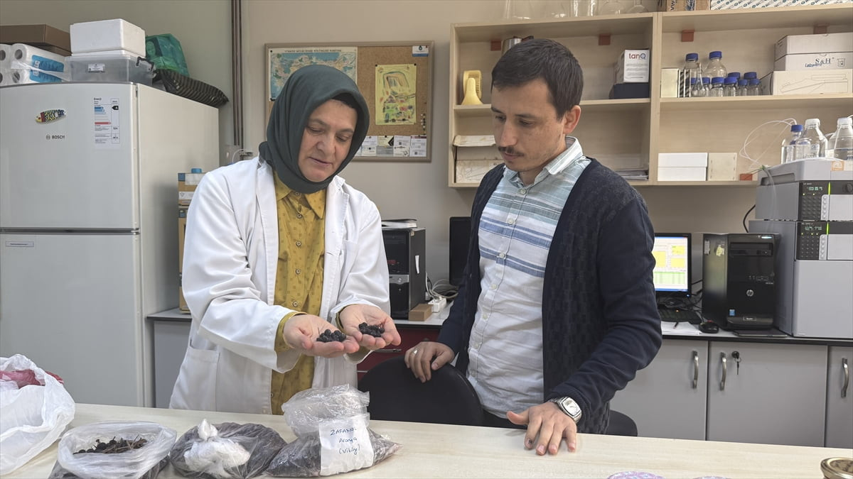 Trabzon'da aronya meyvesinin özütleriyle yapılan bilimsel çalışmada, doku hasarlarına karşı...