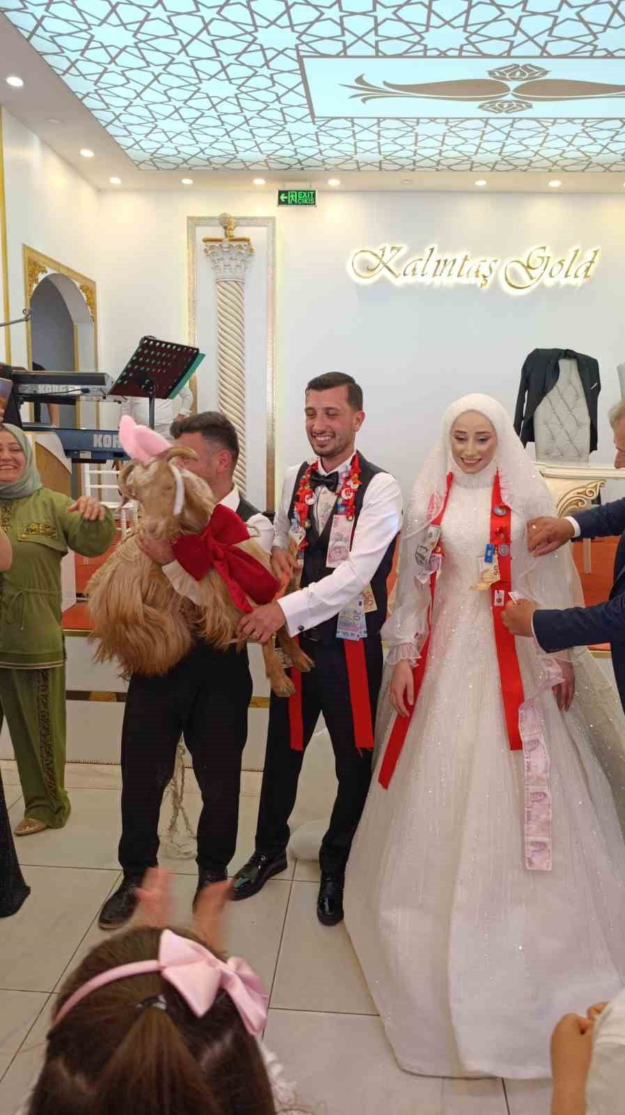 TRABZON'DA BİR DÜĞÜNDE TAKI TÖRENİNDE ALTIN YERİNE KEÇİ TAKILDI. SÜSLEDİĞİ VE BEZLEDİĞİ KEÇİYLE...