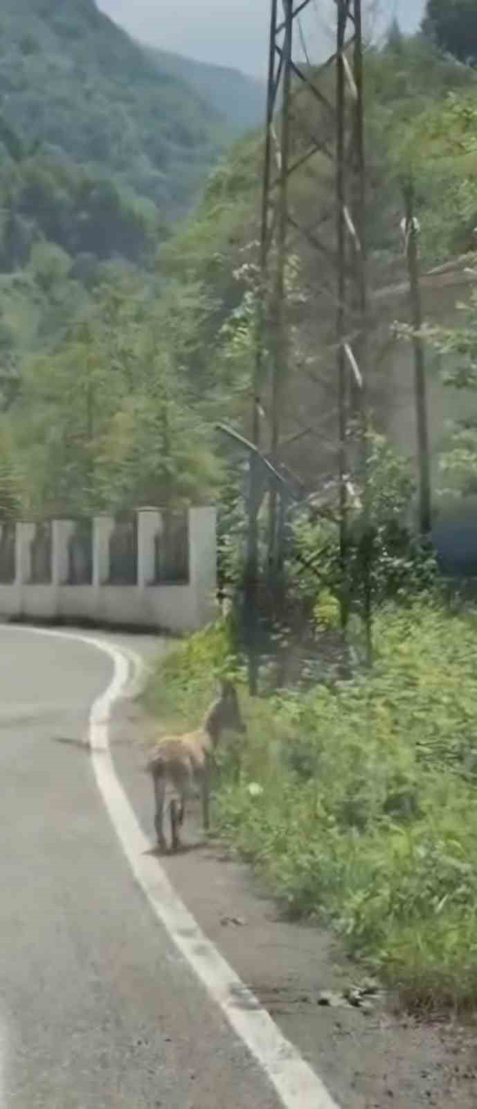 TRABZON'DA ÇENGEL BOYNUZLU DAĞ KEÇİSİ YAVRUSU İLK KEZ BİR KARAYOLUNDA GÖRÜNTÜLENDİ.