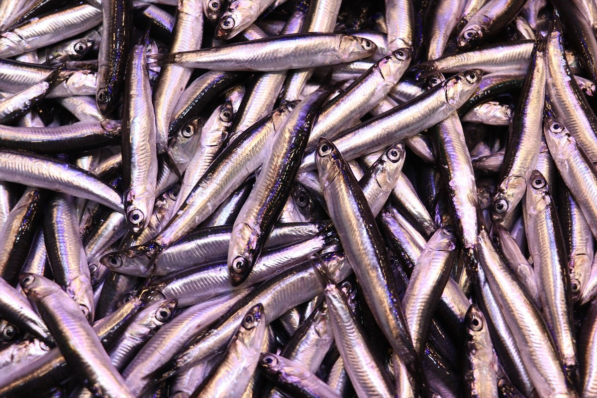 Trabzon'da hamsinin kilogramı 100 liradan satışa sunuldu.