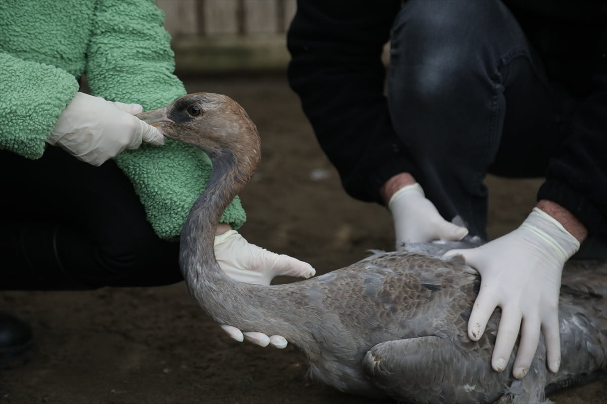 Trabzon'da yaralı halde bulunan ve Samsun'a getirilen turna yavrusu, Kızılırmak Deltası Kuş...