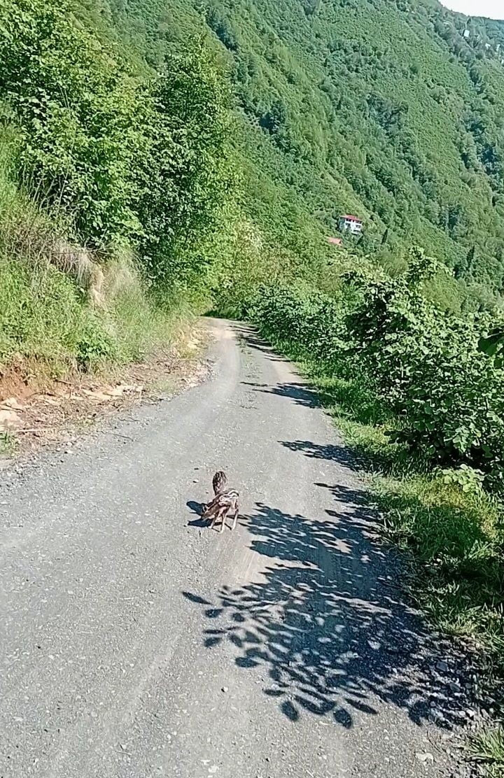TRABZON’DA YOLDA KARŞILAŞTIĞI İKİ KARACA YAVRUSUNA, BİR DÖNEM HAYRANI OLDUĞU FUTBOLCU KARDEŞLER...