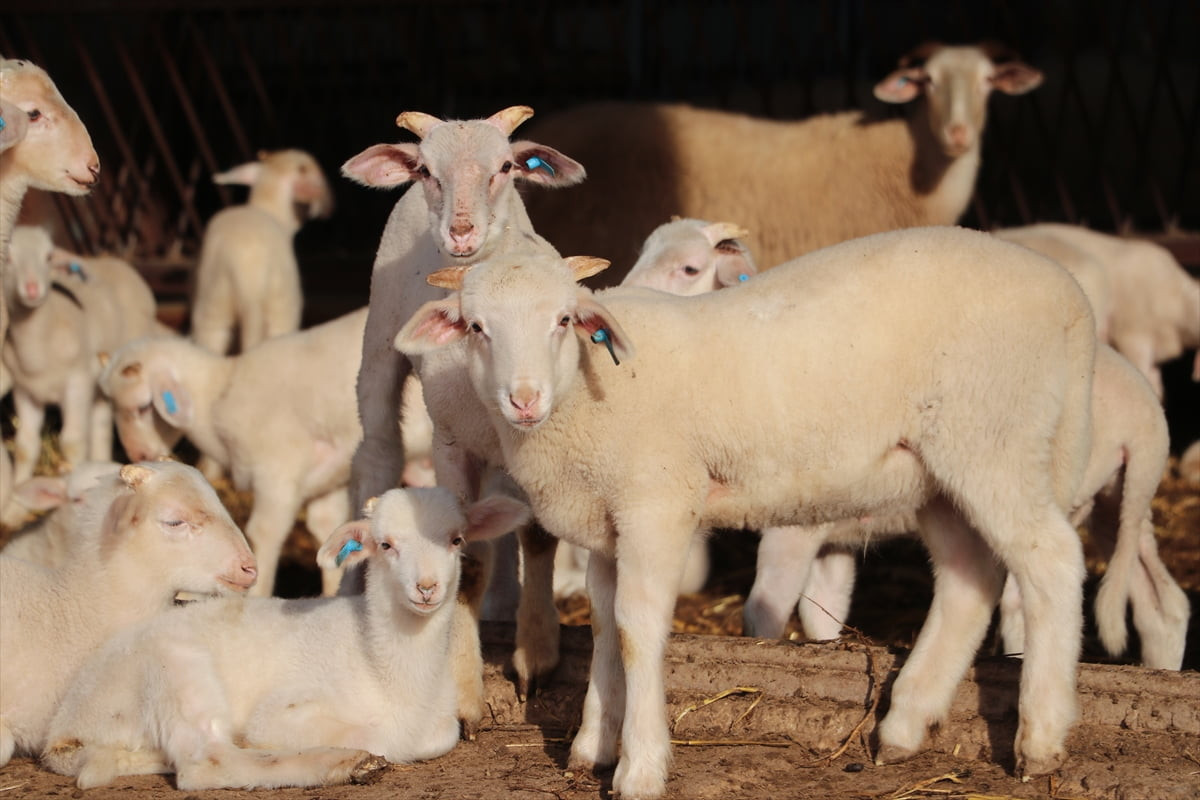Trakya'da küçükbaş hayvancılıkta genetik kapasiteleri yüksek damızlıkların seçilmesi için bilimsel...