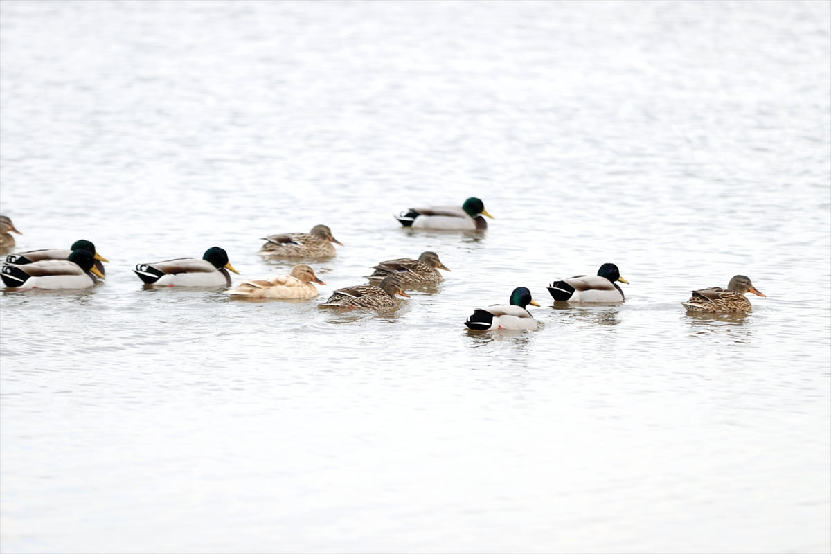 Trakya'nın saklı cenneti" olarak anılan Kırklareli, tarihi, doğal güzellikleri ve gastronomisiyle...