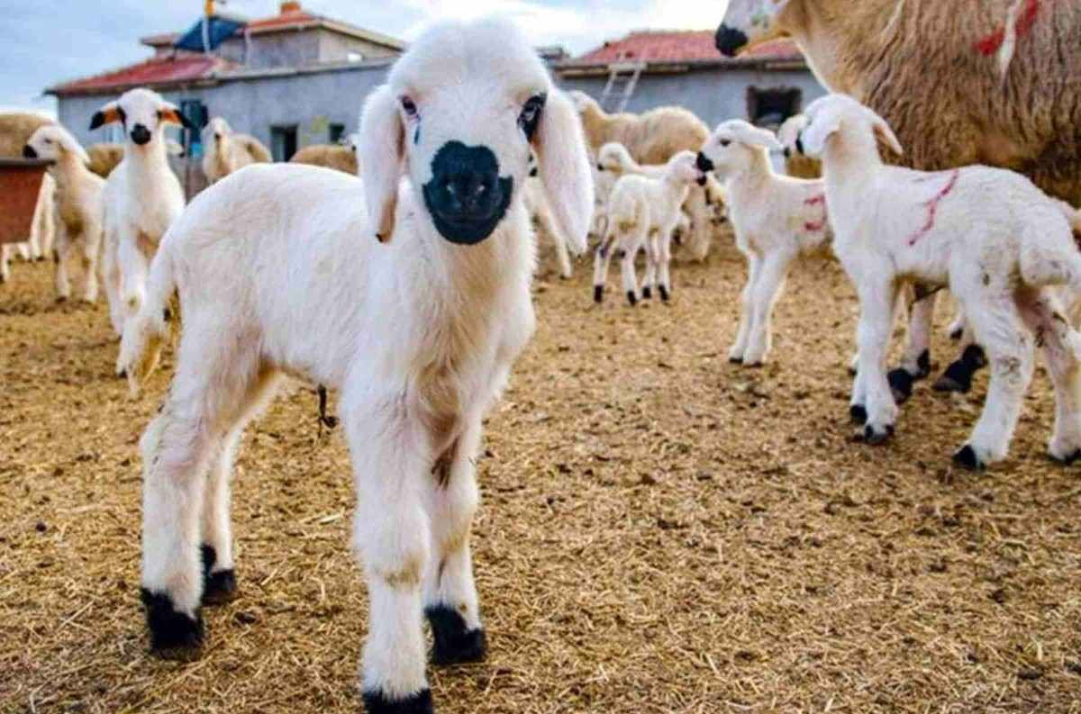 Tunceli küçükbaş kurbanlık fiyatları ne kadar