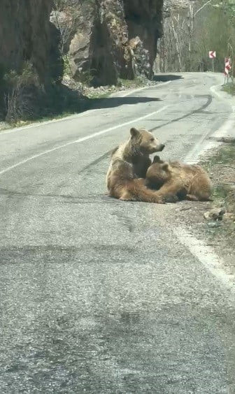 TUNCELİ-OVACIK KARAYOLU MUNZUR VADİSİ MİLLİ PARKI GÜZERGAHINDA ANNE AYI YAVRUSUNU YOLDA EMZİRİRKEN...