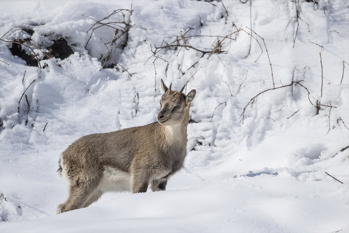 Tunceli'de belgeselciler ve fotoğrafçılar, koruma altındaki yaban keçilerinin etkileyici...