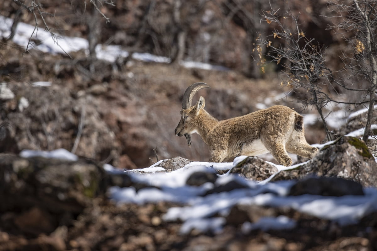 Tunceli'de yaban keçileri, Munzur Vadisi Milli Parkı'nın sarp yamaçlarında yiyecek ararken...