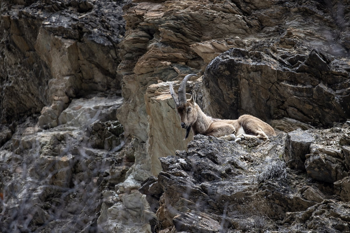 Tunceli'deki Munzur Vadisi Milli Parkı, bozulmamış habitatı, doğal yapısı ve sulak alanlarıyla...