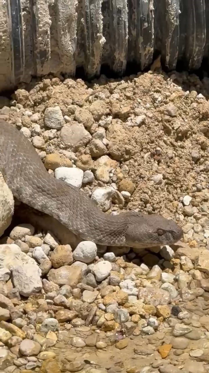TUNCELİ'NİN ÇEMİŞGEZEK İLÇESİNE BAĞLI VARLIKONAK KÖYÜNDE KOCA ENGEREK YILANI...