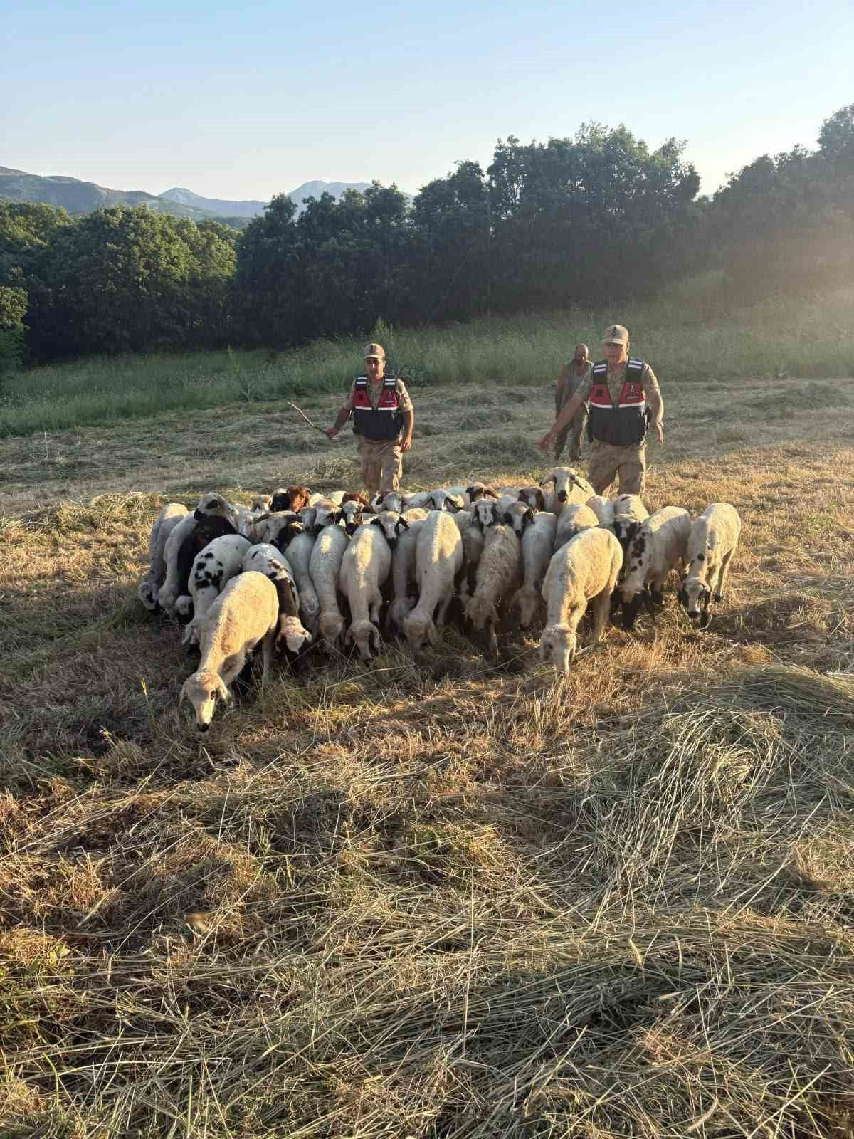 TUNCELİ'NİN HOZAT İLÇESİNDE KAYBOLAN 32 KÜÇÜKBAŞ HAYVAN, JANDARMA EKİPLERİNİN DRONE DESTEKLİ ARAMA...