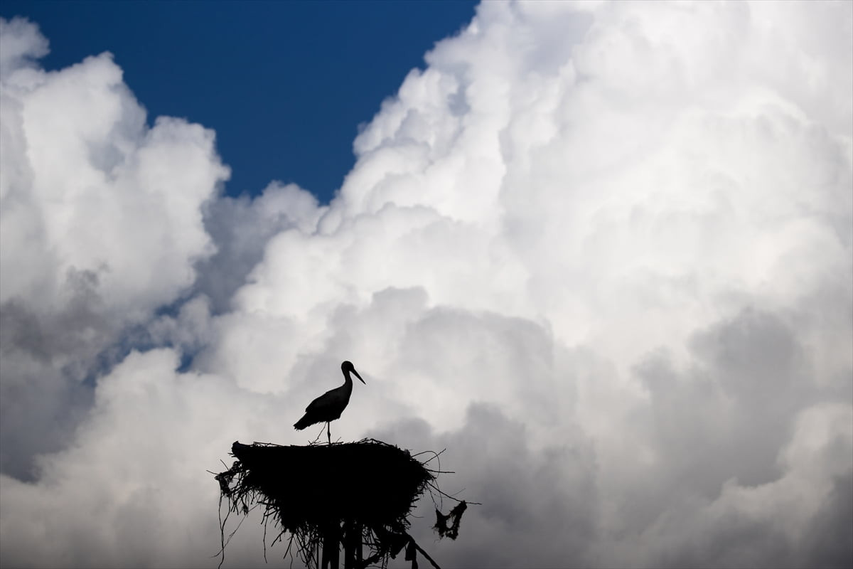Tunceli'nin Mazgirt ilçesinde her bahar yolu gözlenen leylekler, köylerdeki elektrik direkleri ve...