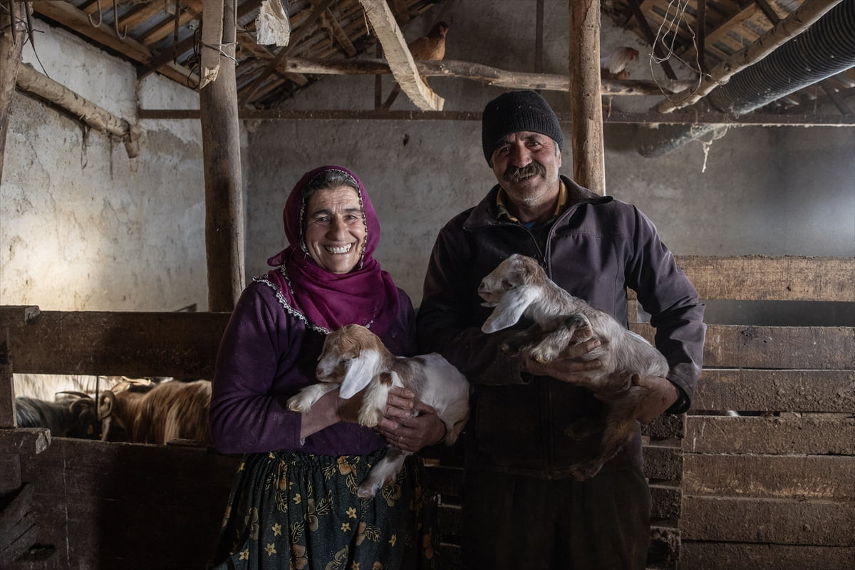 Tunceli'nin Ovacık ilçesinde besiciler, umutla bekledikleri oğlak ve kuzuların dünyaya gelmeye...
