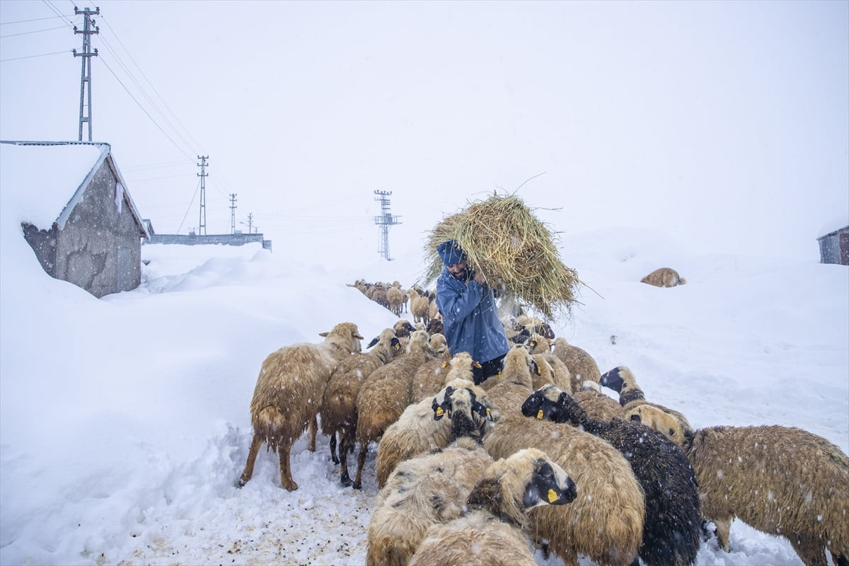 Tunceli'nin Ovacık ilçesindeki besiciler, küçükbaş ve büyükbaş hayvanları için çetin kış...