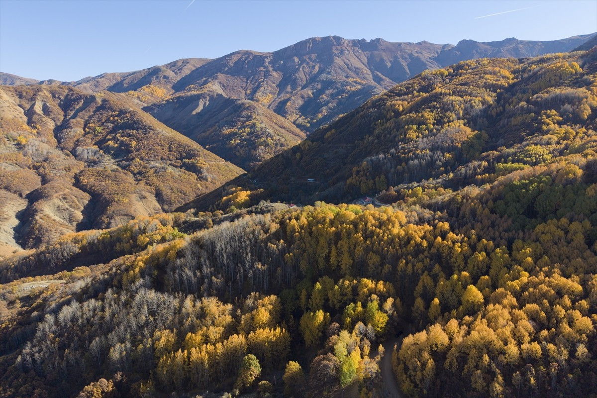 Tunceli'nin Pülümür ilçesindeki Salördek ormanları, güz renklerine bürünen doğası, yaban hayatı ve...