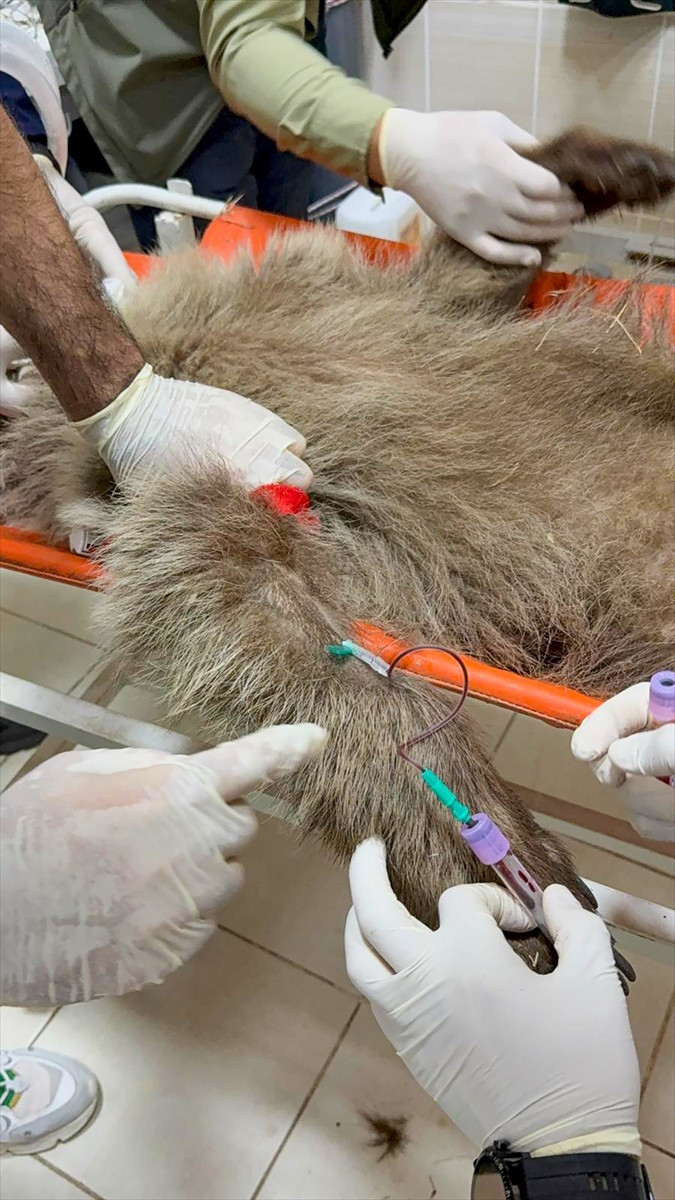 Tunceli'nin Pülümür ilçesine bağlı Turnadere köyü kırsalında yaralı bulunduktan sonra Diyarbakır'a...