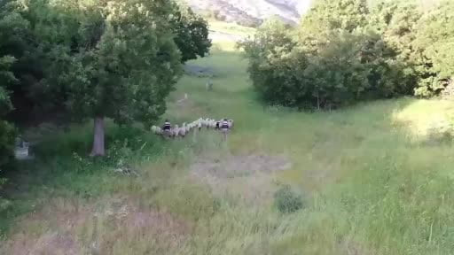 Tunceli’de kayıp küçükbaş hayvanlar dron desteğiyle bulundu
