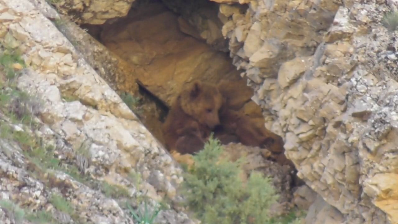 TUNCELİ’NİN PÜLÜMÜR İLÇESİNDE BİR ANNE AYI, YAVRULARINI EMZİRDİKTEN SONRA MAĞARADA...