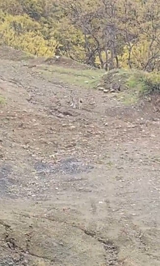 TUNCELİ’NİN PÜLÜMÜR İLÇESİNDE NESLİ KORUMA ALTINDA BULUNAN VAŞAK GÖRÜNTÜLENDİ.