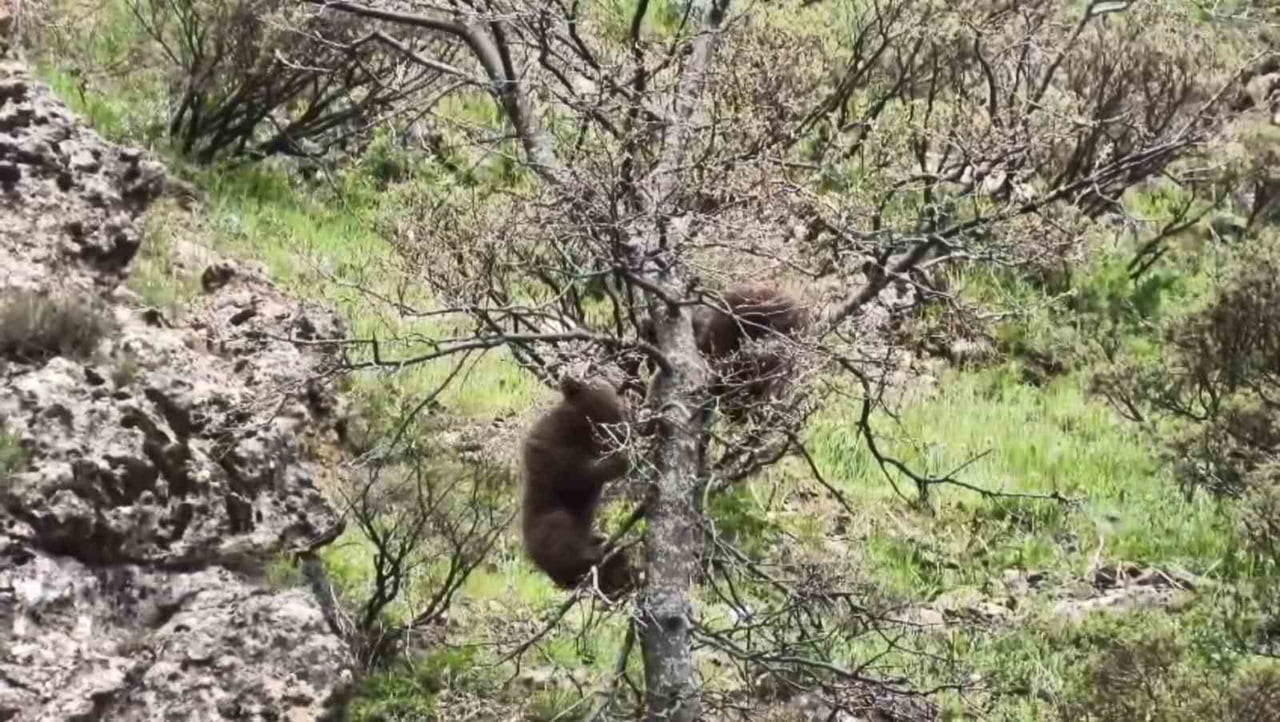 TUNCELİ’NİN PÜLÜMÜR İLÇESİNDE YAVRU AYILARIN MEŞE AĞACINA TIRMANARAK OYUN OYNAMALARI KAMERALARA...