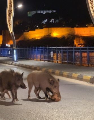 TURİZM KENTLERİNİ İSTİLA EDEN DOMUZ SORUNU HER GEÇEN GÜN BÜYÜYOR, KUŞADASI’NIN EN İŞLEK CADDESİNDE...