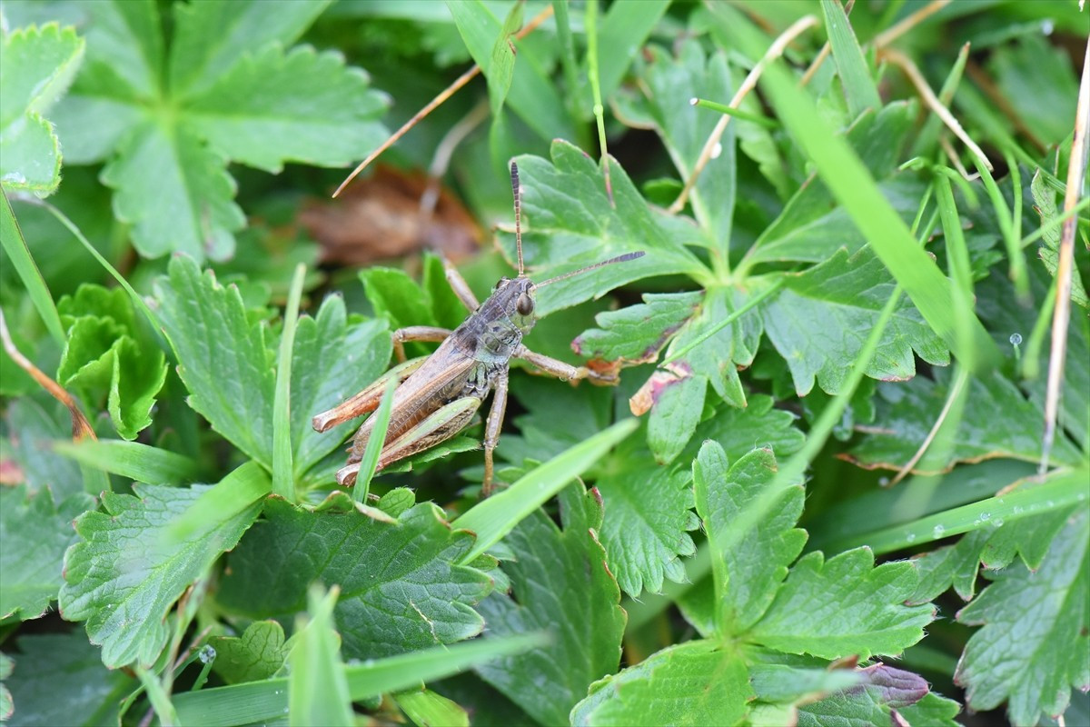Türk bilim insanlarının keşfiyle Türkiye'deki çekirge cinsi 153'e yükseldi. Tekirdağ Namık Kemal...