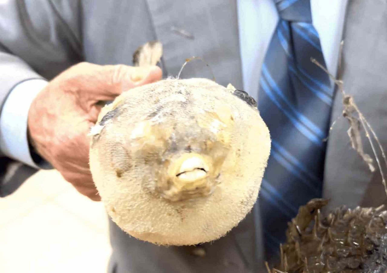 TÜRKİYE DENİZ CANLILARI MÜZESİ KURUCUSU BALIKÇI KENAN BALCI’DAN YAZ AYLARI ÖNCESİ BALON BALIĞI...