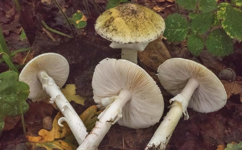TÜRKİYE, İKLİM YAPISI VE BİTKİ ÖRTÜSÜ NEDENİYLE YABANİ MANTARLARIN YETİŞMESİ AÇISINDAN OLDUKÇA...