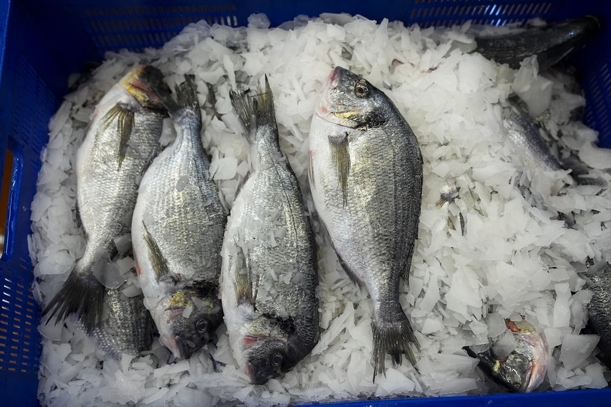 Türkiye su ürünleri sektörü, 2025 yılında 93 ülkeye yaptığı ihracatı bir önceki yıla göre yüzde 11...