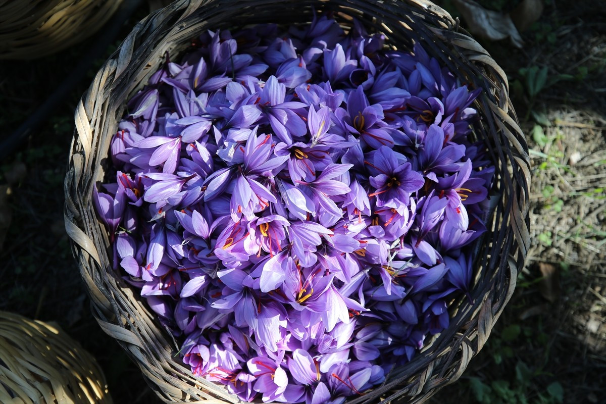 Türkiye'de ağırlıklı olarak Karabük'ün Safranbolu ilçesinde yetiştirilen ve "mucize bitki" olarak...