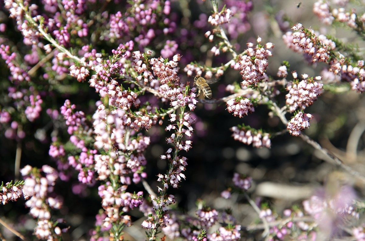 Türkiye'de çam balı üretiminin yaklaşık yüzde 80'inin gerçekleştirildiği Muğla'da, büyük yangınlar...