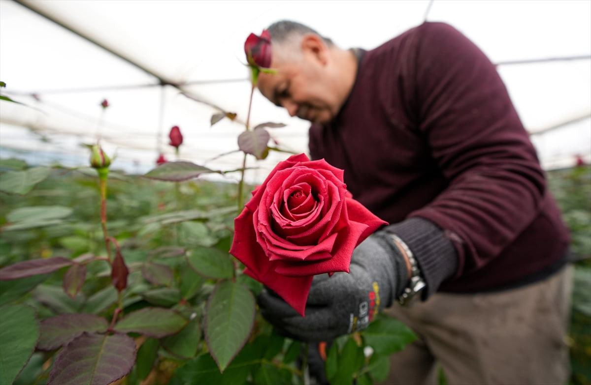 Türkiye'de kesme gül üretiminde ilk sırada yer alan İzmir'in Menderes ilçesindeki seralarda 14...