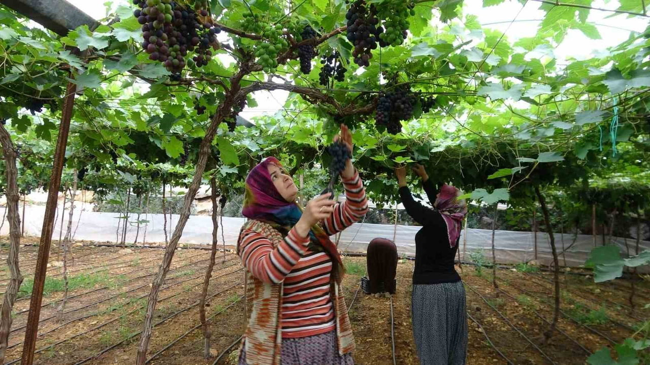 TÜRKİYE'DE TURFANDA MEYVE ÜRETİMİNDE DİKKAT ÇEKEN MERSİN'İN ERDEMLİ İLÇESİNDE BEYAZ ÜZÜM HASADI...