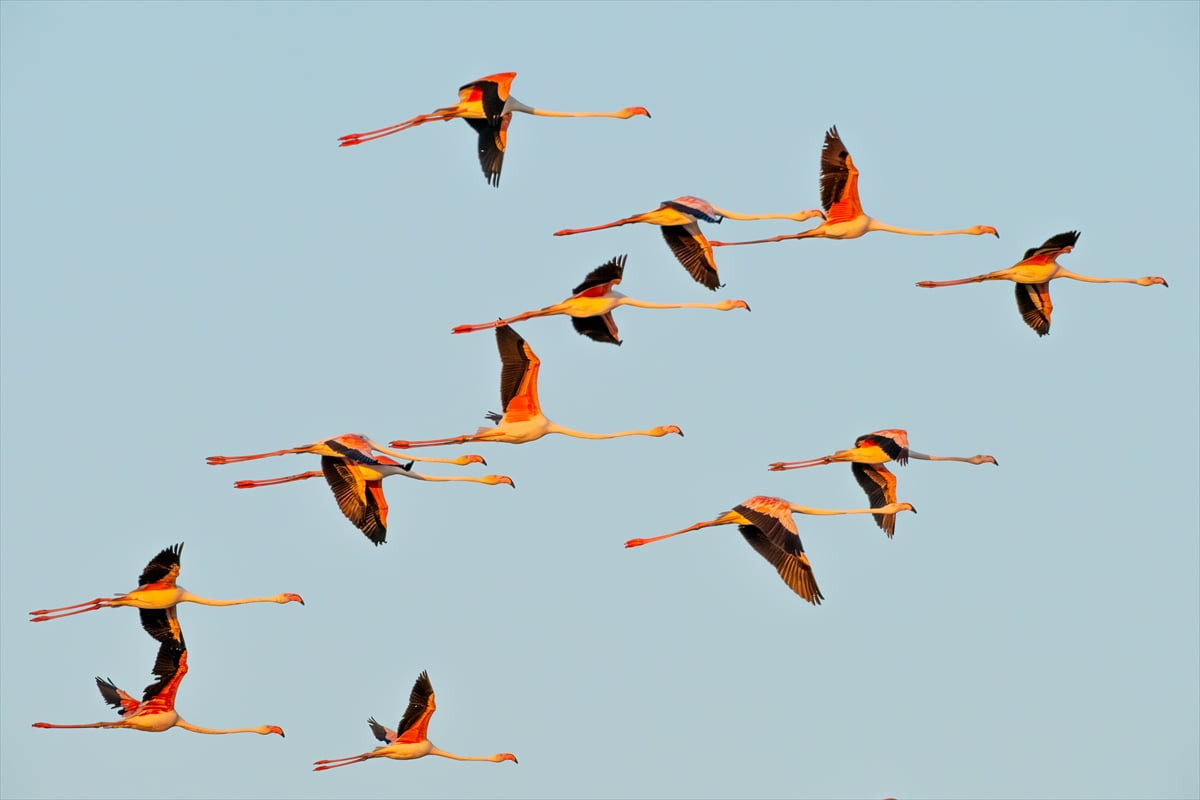 Türkiye'de uluslararası öneme haiz 14 sulak alandan 4'ünün yer aldığı Adana, Hatay, Mersin...