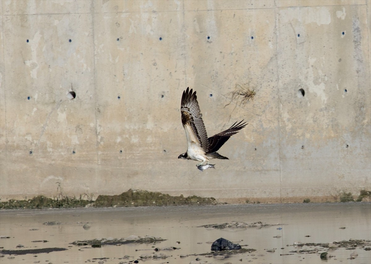 Türkiye'de yalnızca göç dönemlerinde gözlenen balık kartalları, Kastamonu'nun Abana ilçesinde...