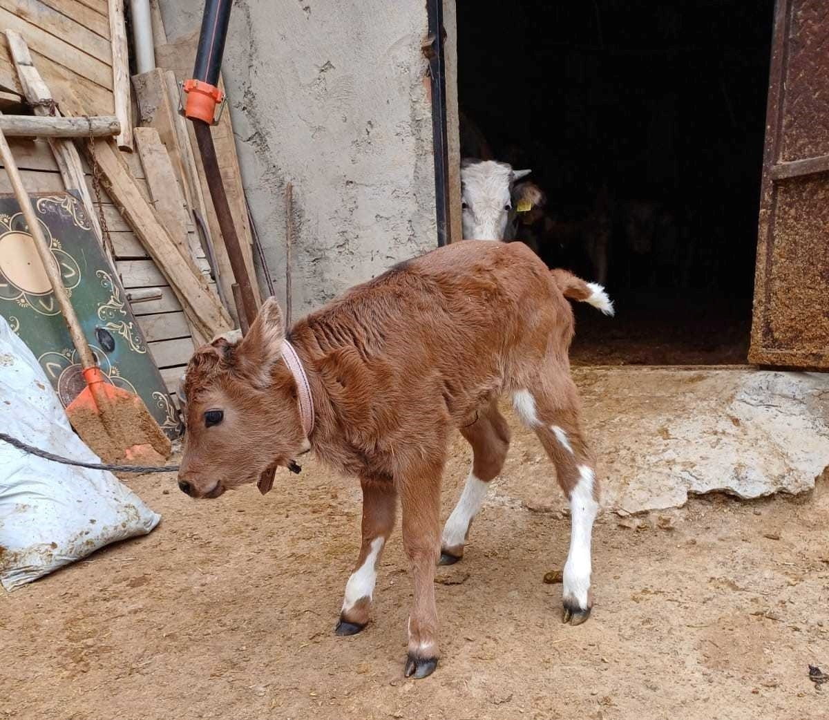 Türkiye'deki 5 üniversite ile Uluslararası Hayvancılık Araştırma ve Eğitim Merkezi'nden bilim...