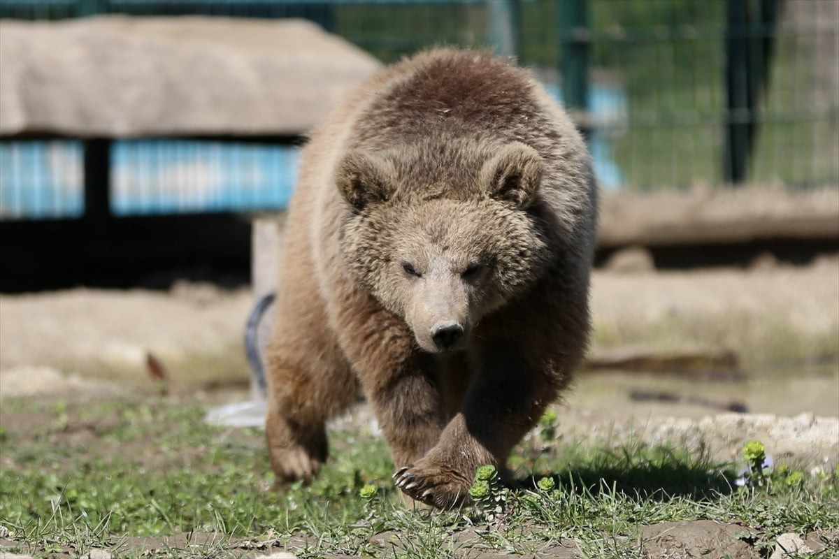 Türkiye'nin birçok yerinde doğada yaralı halde bulunan yaban hayvanları, Sakarya'nın Arifiye...