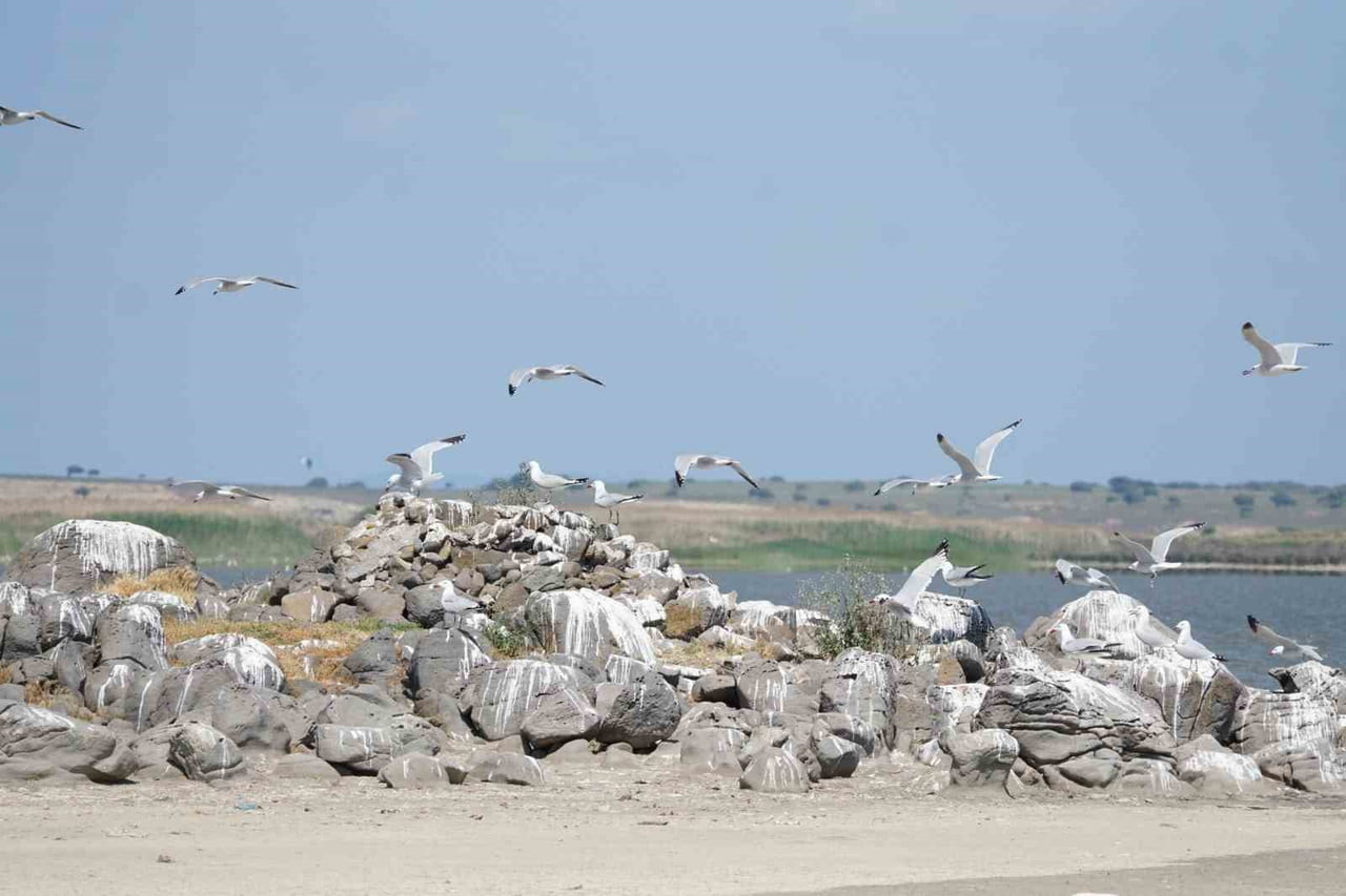 TÜRKİYE'NİN EN BÜYÜK ADASI GÖKÇEADA'DA EN BÜYÜK ADA MARTISI KOLONİSİ BULUNUYOR