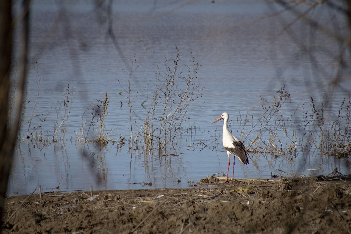 Türkiye'nin en büyük barajlarından biri olan Karakaya Barajı, "baharın habercisi" olarak...
