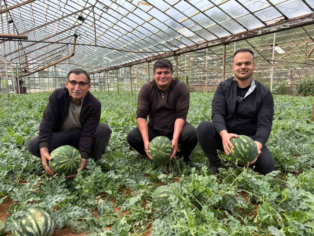 TÜRKİYE'NİN EN BÜYÜK ÖRTÜ ALTI KARPUZ ÜRETİMİNİN YAPILDIĞI ANTALYA'NIN SERİK İLÇESİNDE ÜRETİCİLER...