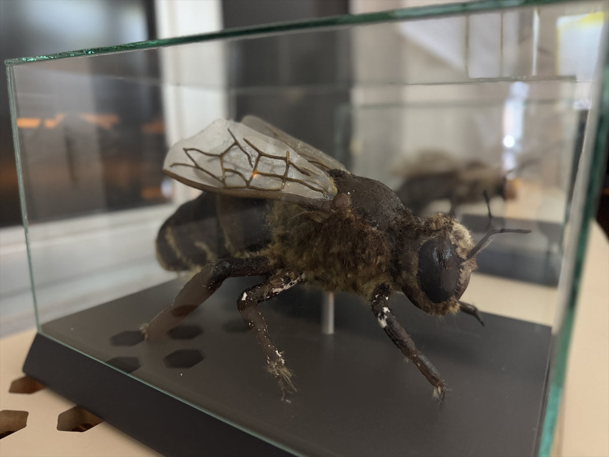 Türkiye'nin en doğusunda yer alan serhat şehirlerinden Kars ve Ardahan, tarihi dokusu, kültürel...