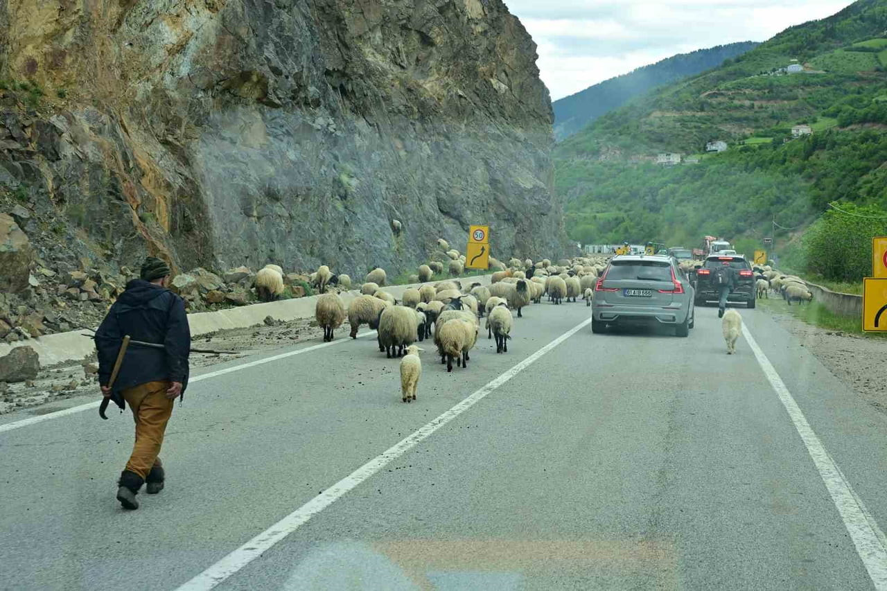 TÜRKİYE'NİN EN FAZLA YAYLAYA SAHİP ŞEHRİ GÜMÜŞHANE'DE, HAVALARIN ISINMASIYLA BİRLİKTE KOYUN...